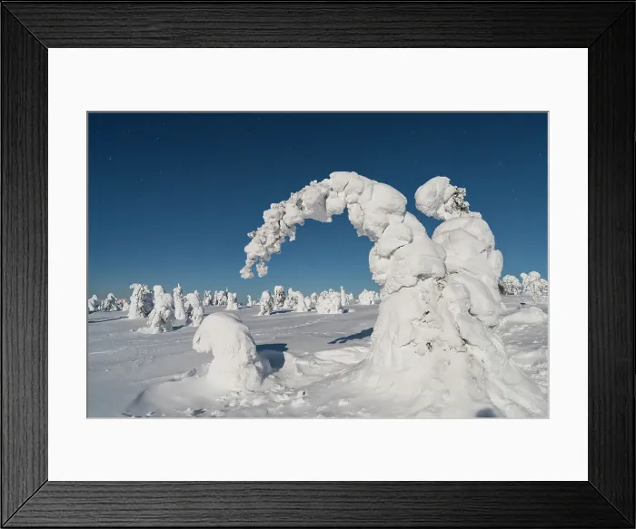 Framed Print : Frozen spruce trees covered with snow in the cold Arctic night, Riisitunturi National Park, Posio, Lapland, Finland Framed Print : Frozen spruce trees covered with snow in the cold Arctic night, Riisitunturi National Park, Posio, Lapland, Finland