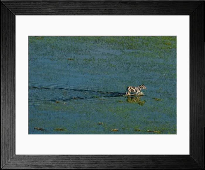 Framed Print : Aerial view of a plains zebra (Equus quagga) walking in the Okavango Delta, UNESCO World Heritage Site, Botswana, Africa Framed Print : Aerial view of a plains zebra (Equus quagga) walking in the Okavango Delta, UNESCO World Heritage Site, Botswana, Africa