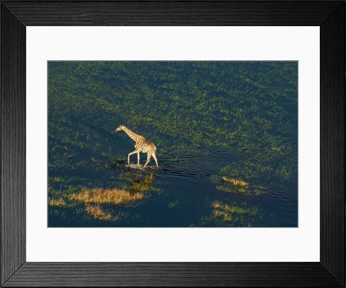 Framed Print : Aerial view of a giraffe (Giraffa camelopardalis) walking in the Okavango Delta, UNESCO World Heritage Site, Botswana, Africa Framed Print : Aerial view of a giraffe (Giraffa camelopardalis) walking in the Okavango Delta, UNESCO World Heritage Site, Botswana, Africa