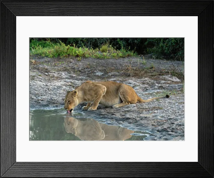 Framed Print : A lioness (Panthera leo) drinking, Savuti, Chobe National Park, Botswana, Africa Framed Print : A lioness (Panthera leo) drinking, Savuti, Chobe National Park, Botswana, Africa