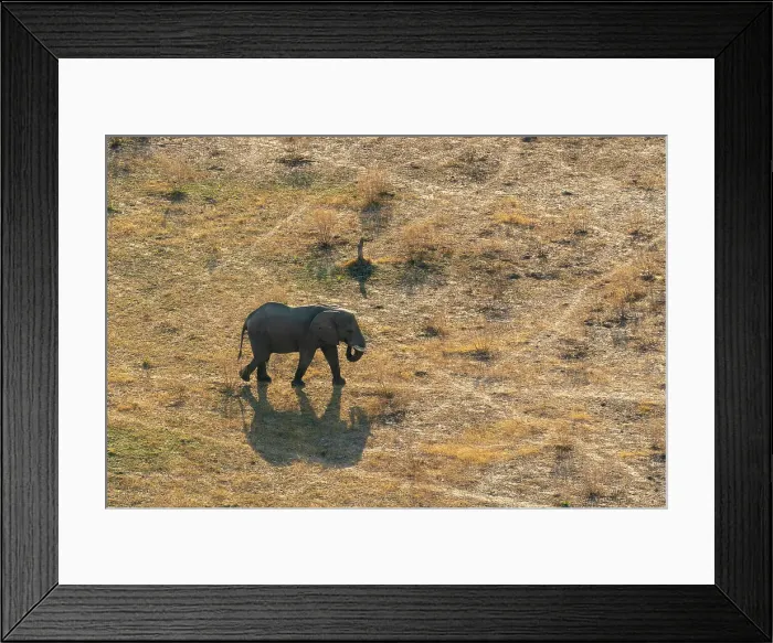 Framed Print : Aerial view of an African elephant (Loxodonta africana) walking in the Okavango Delta, UNESCO World Heritage Site, Botswana, Africa Framed Print : Aerial view of an African elephant (Loxodonta africana) walking in the Okavango Delta, UNESCO World Heritage Site, Botswana, Africa
