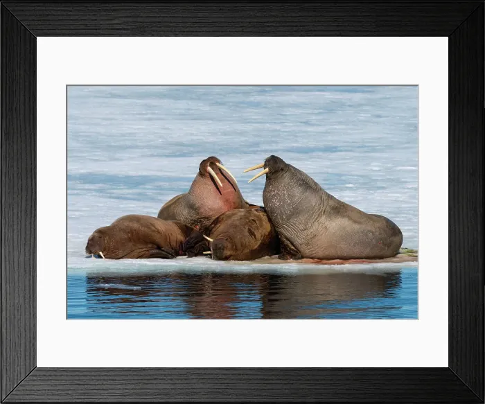 Framed Print : Walruses (Odobenus rosmarus) resting on ice, Brepollen, Spitsbergen, Svalbard Islands, Arctic, Norway, Europe Framed Print : Walruses (Odobenus rosmarus) resting on ice, Brepollen, Spitsbergen, Svalbard Islands, Arctic, Norway, Europe