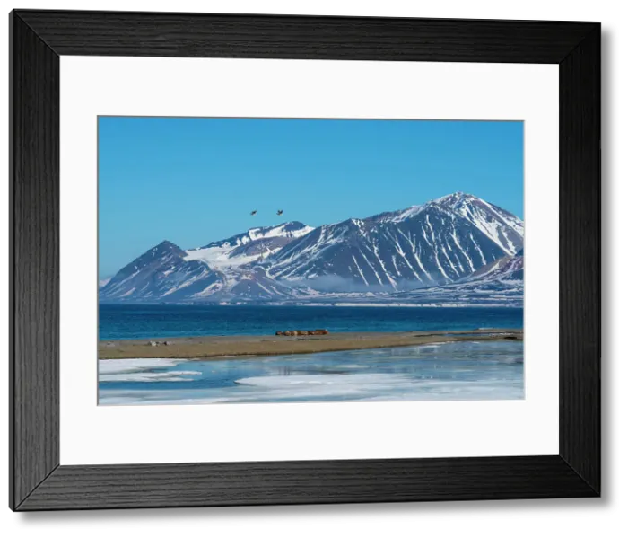 Framed Print : Calypsobyen, Spitsbergen, Svalbard Islands, Arctic, Norway, Europe Framed Print : Calypsobyen, Spitsbergen, Svalbard Islands, Arctic, Norway, Europe