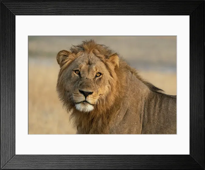 Framed Print : Lion (Panthera leo) looking at the camera, Savuti, Chobe National Park, Botswana, Africa Framed Print : Lion (Panthera leo) looking at the camera, Savuti, Chobe National Park, Botswana, Africa