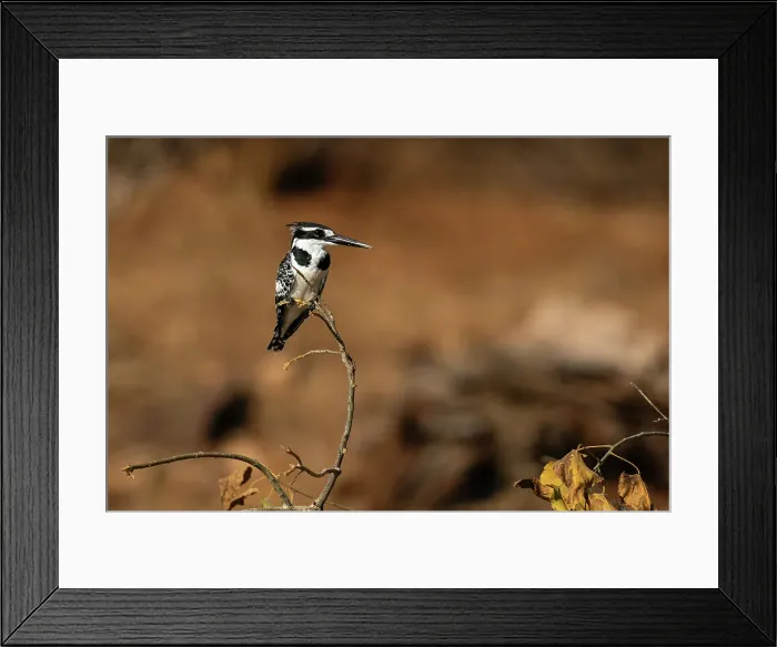 Framed Print : Pied Kingfisher (Ceryle rudis) perching on a tree branch, Chobe National Park, Botswana, Africa Framed Print : Pied Kingfisher (Ceryle rudis) perching on a tree branch, Chobe National Park, Botswana, Africa