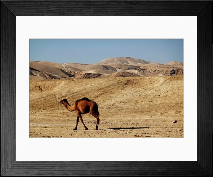 Framed Print : Arabian camel in the Judean Desert, Israel, Middle East Framed Print : Arabian camel in the Judean Desert, Israel, Middle East