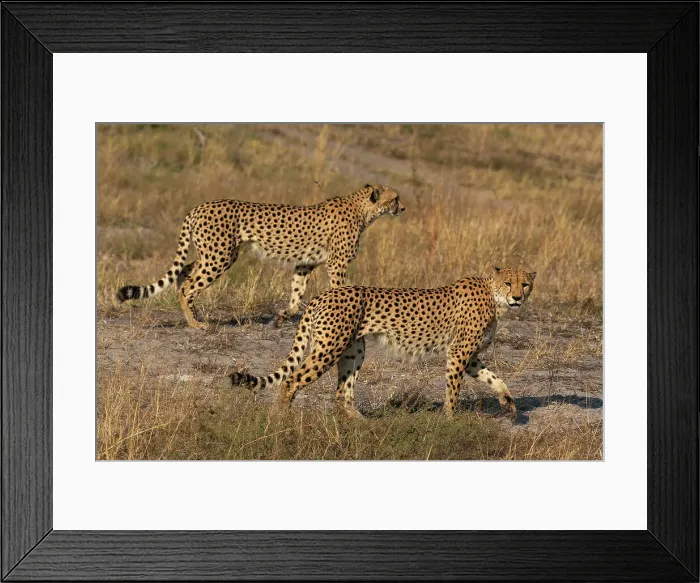 Framed Print : Two cheetahs (Acinonyx jubatus) walking, Savuti, Chobe National Park, Botswana, Africa Framed Print : Two cheetahs (Acinonyx jubatus) walking, Savuti, Chobe National Park, Botswana, Africa