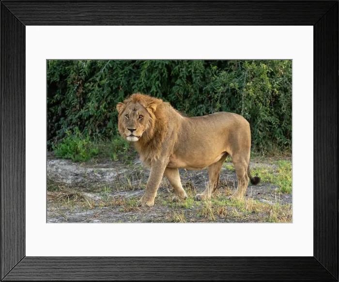 Framed Print : Lion (Panthera leo), Savuti, Chobe National Park, Botswana, Africa Framed Print : Lion (Panthera leo), Savuti, Chobe National Park, Botswana, Africa