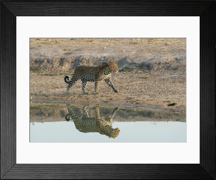 Framed Print : Leopard (Panthera pardus) at a water hole, Savuti, Chobe National Park, Botswana, Africa