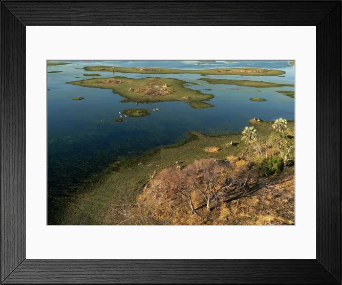 Framed Print : Aerial view of giraffe (Giraffa camelopardalis), wildebeest (Connochaetes taurinus) and plains zebras (Equus quagga) grazing in the Okavango Delta, UNESCO World Heritage Site, Botswana, Africa Framed Print : Aerial view of giraffe (Giraffa camelopardalis), wildebeest (Connochaetes taurinus) and plains zebras (Equus quagga) grazing in the Okavango Delta, UNESCO World Heritage Site, Botswana, Africa