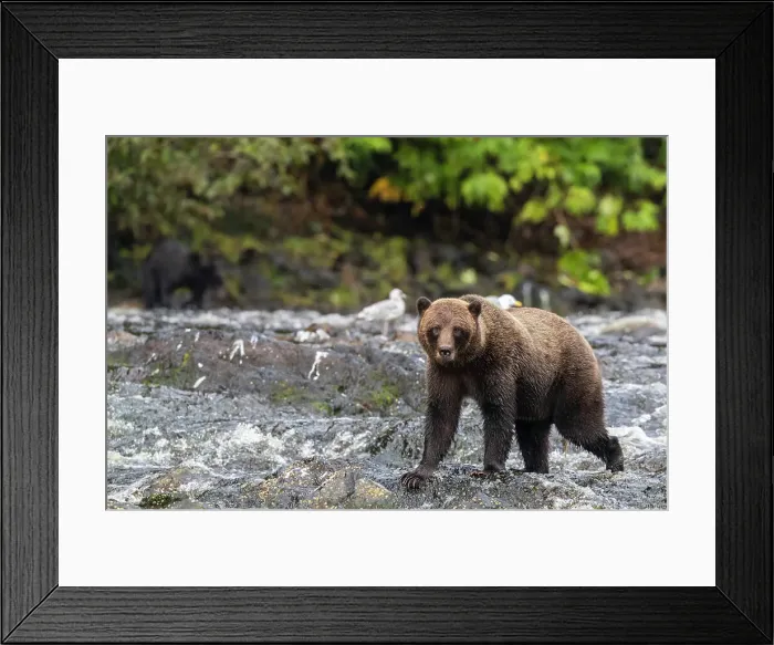 Framed Print : Adult brown bear (Ursus arctos), along pink salmon stream on Chichagof Island, Alaska, United States of America, North America Framed Print : Adult brown bear (Ursus arctos), along pink salmon stream on Chichagof Island, Alaska, United States of America, North America