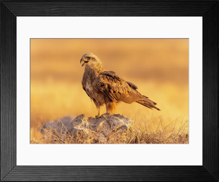 Framed Print : Black Kite (Milvus migrans) calling, Toledo, Castilla-La Mancha, Spain, Europe Framed Print : Black Kite (Milvus migrans) calling, Toledo, Castilla-La Mancha, Spain, Europe