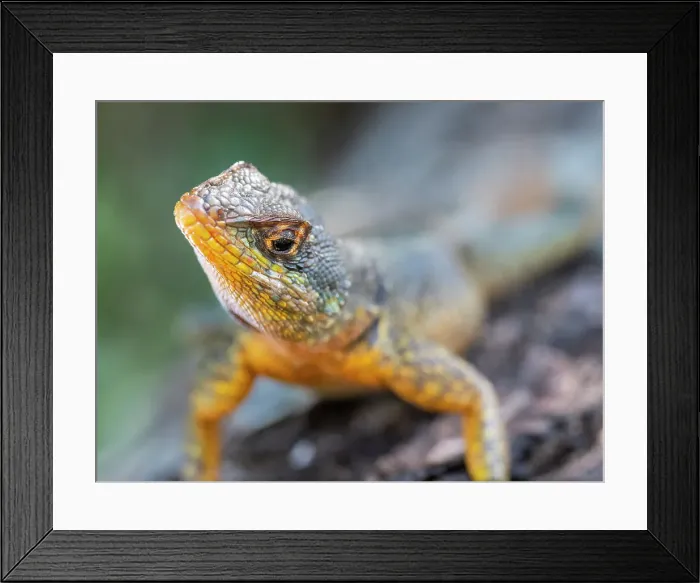 Framed Print : An adult western collared spiny lizard (Tropidurus catalanensis), Iguazu Falls, UNESCO World Heritage Site, Misiones Province, Argentina, South America