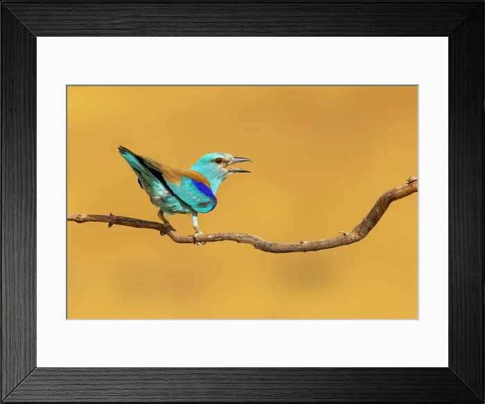 Framed Print : European Roller (Coracias garrulus) perched on a branch and calling in Toledo, Castilla-La Mancha, Spain, Europe Framed Print : European Roller (Coracias garrulus) perched on a branch and calling in Toledo, Castilla-La Mancha, Spain, Europe