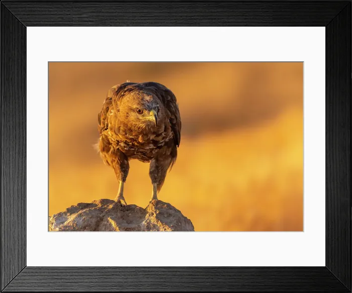 Framed Print : Common buzzard (Buteo buteo) in Toledo, Castilla-La Mancha, Spain, Europe Framed Print : Common buzzard (Buteo buteo) in Toledo, Castilla-La Mancha, Spain, Europe