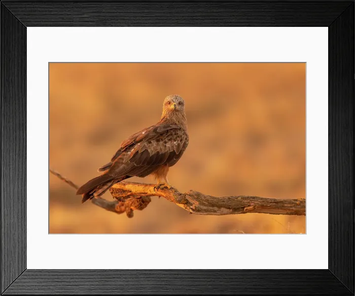 Framed Print : Black kite (Milvus migrans) at sunrise in Toledo, Castilla-La Mancha, Spain, Europe Framed Print : Black kite (Milvus migrans) at sunrise in Toledo, Castilla-La Mancha, Spain, Europe