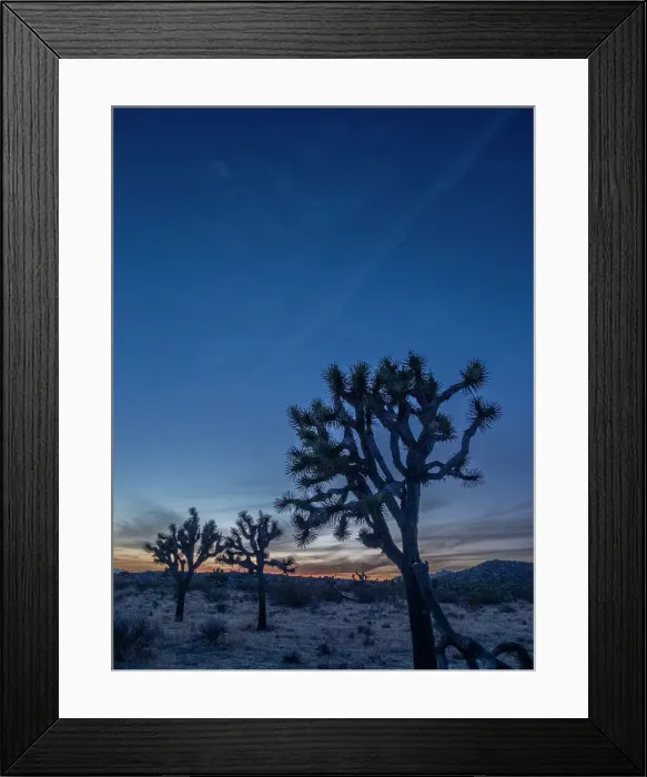 Framed Print : Joshua trees (Yucca brevifolia) at sunset in Joshua Tree National Park, California, United States of America, North America
