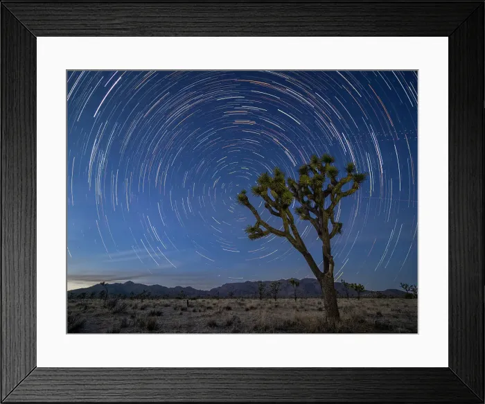 Framed Print : Joshua trees (Yucca brevifolia), under star trails in Joshua Tree National Park, California, United States of America, North America Framed Print : Joshua trees (Yucca brevifolia), under star trails in Joshua Tree National Park, California, United States of America, North America