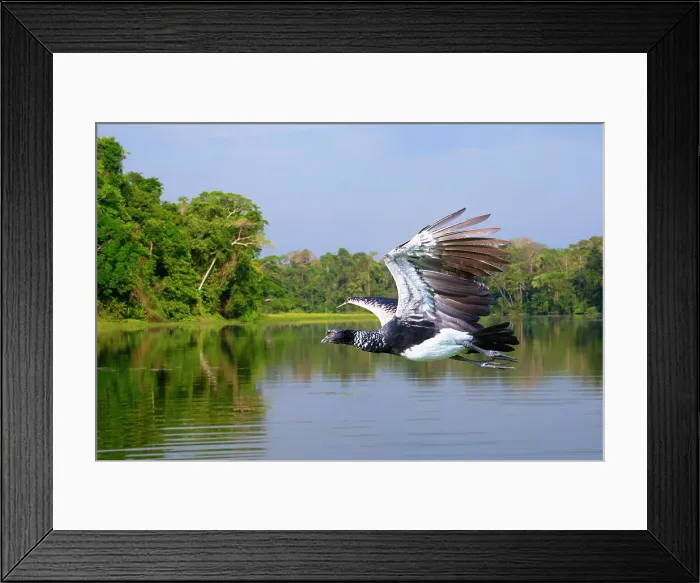Framed Print : Flying Horned Screamer (Anhima cornuta), Manu National Park cloud forest, Peru, South America Framed Print : Flying Horned Screamer (Anhima cornuta), Manu National Park cloud forest, Peru, South America