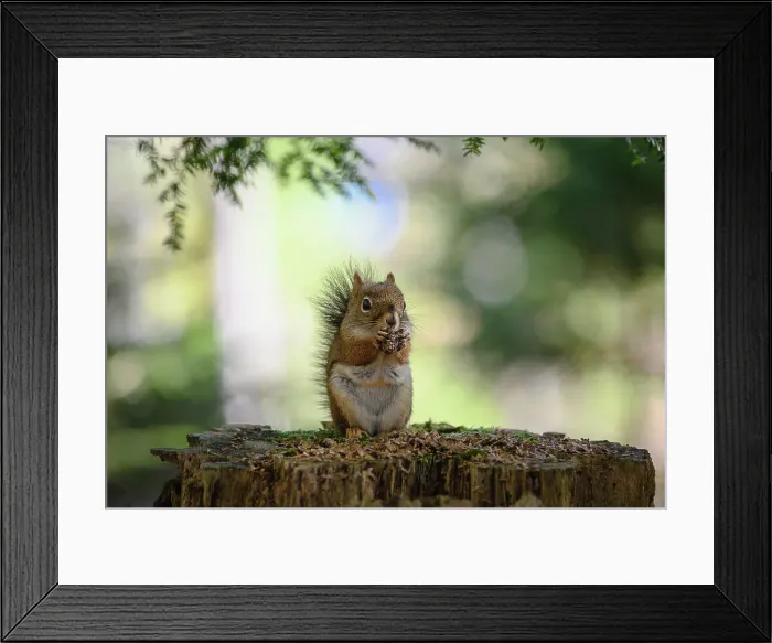 Framed Print : Red squirrel (Tamiasciurus hudsonicus), Nova Scotia, Canada, North America