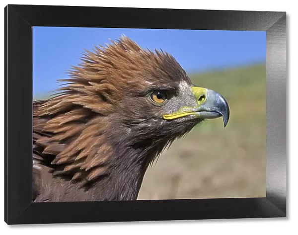 Portrait of a Golden Eagle (Aquila chrysaetos), Song Kol lake, Naryn region, Kyrgyzstan, Central Asia, Asia