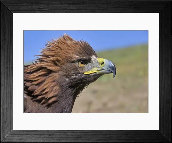 Framed Print : Portrait of a Golden Eagle (Aquila chrysaetos), Song Kol lake, Naryn region, Kyrgyzstan, Central Asia, Asia Framed Print : Portrait of a Golden Eagle (Aquila chrysaetos), Song Kol lake, Naryn region, Kyrgyzstan, Central Asia, Asia