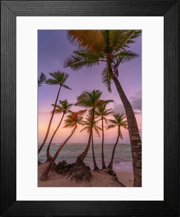 Framed Print : View of palm trees on Bavaro Beach at sunset, Punta Cana, Dominican Republic, West Indies, Caribbean, Central America Framed Print : View of palm trees on Bavaro Beach at sunset, Punta Cana, Dominican Republic, West Indies, Caribbean, Central America