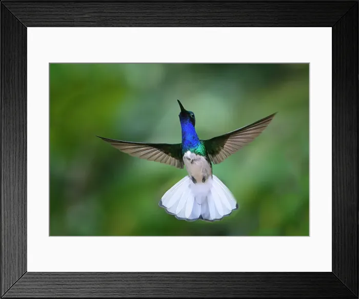 Framed Print : Flying White necked Jacobin (Florisuga Mellivora), Manu National Park cloud forest, Peru, South America Framed Print : Flying White necked Jacobin (Florisuga Mellivora), Manu National Park cloud forest, Peru, South America