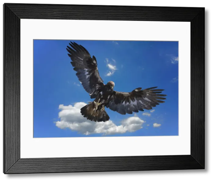 Framed Print : Golden Eagle (Aquila chrysaetos) in flight, Song Kol lake, Naryn region, Kyrgyzstan, Central Asia, Asia Framed Print : Golden Eagle (Aquila chrysaetos) in flight, Song Kol lake, Naryn region, Kyrgyzstan, Central Asia, Asia