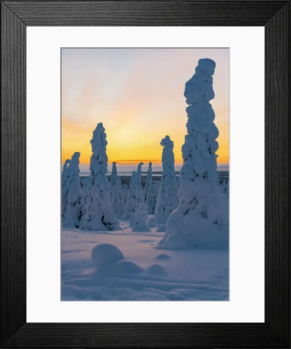 Framed Print : Tall trees covered with snow in the frozen arctic forest at dawn, Riisitunturi National Park, Posio, Lapland, Finland, Europe Framed Print : Tall trees covered with snow in the frozen arctic forest at dawn, Riisitunturi National Park, Posio, Lapland, Finland, Europe