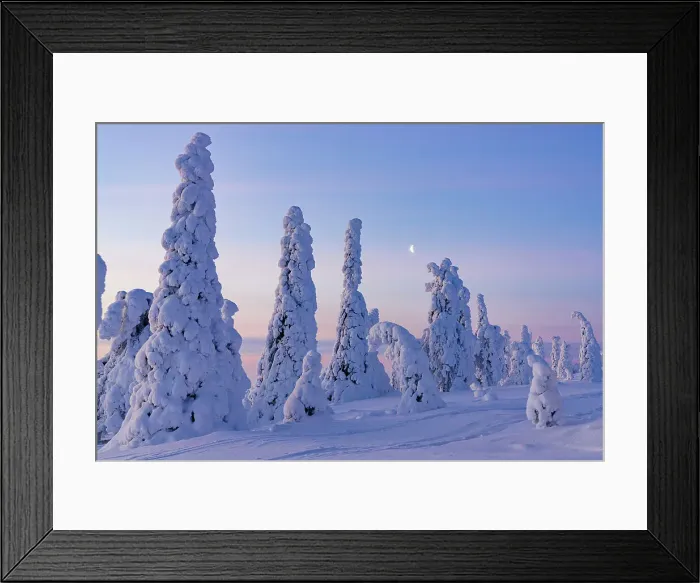 Framed Print : Snowy forest at sunrise in winter, Riisitunturi National Park, Posio, Lapland, Finland, Europe Framed Print : Snowy forest at sunrise in winter, Riisitunturi National Park, Posio, Lapland, Finland, Europe