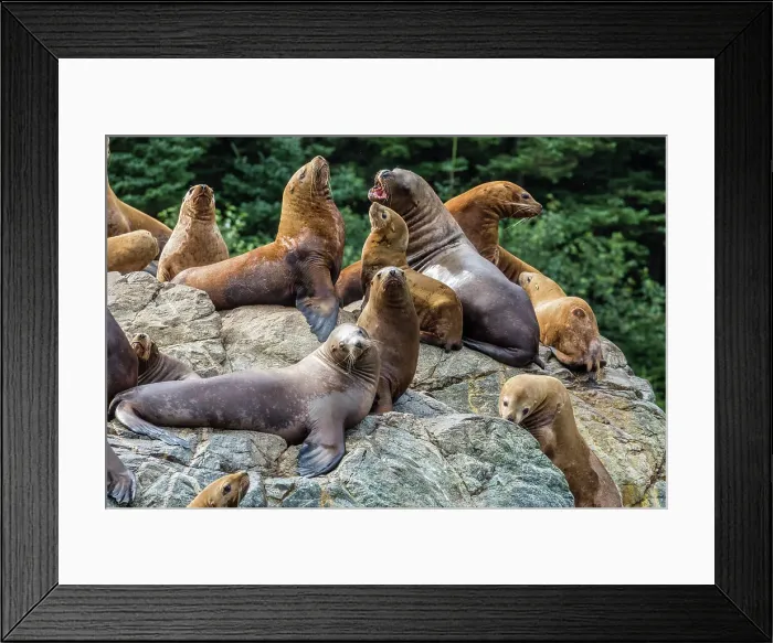 Framed Print : Steller sea lions (Eumetopias jubatus), hauled out on the rocks in the Inian Islands in southeast Alaska, United States of America, North America Framed Print : Steller sea lions (Eumetopias jubatus), hauled out on the rocks in the Inian Islands in southeast Alaska, United States of America, North America