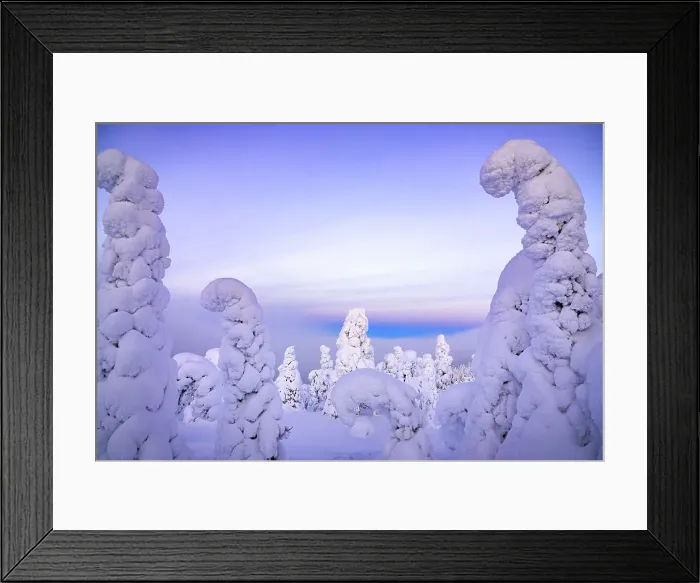 Framed Print : Frozen trees wrapped in snow, Oulanka National Park, Ruka Kuusamo, Lapland, Finland, Europe Framed Print : Frozen trees wrapped in snow, Oulanka National Park, Ruka Kuusamo, Lapland, Finland, Europe
