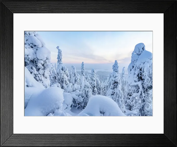 Framed Print : Frozen snowy forest in winter, Oulanka National Park, Ruka Kuusamo, Lapland, Finland, Europe Framed Print : Frozen snowy forest in winter, Oulanka National Park, Ruka Kuusamo, Lapland, Finland, Europe
