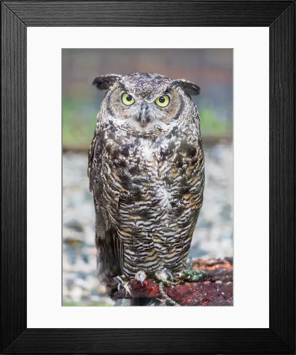 Framed Print : Adult captive great horned owl (Bubo virginianus), Alaska Raptor Center in Sitka, Southeast Alaska, United States of America, North America Framed Print : Adult captive great horned owl (Bubo virginianus), Alaska Raptor Center in Sitka, Southeast Alaska, United States of America, North America