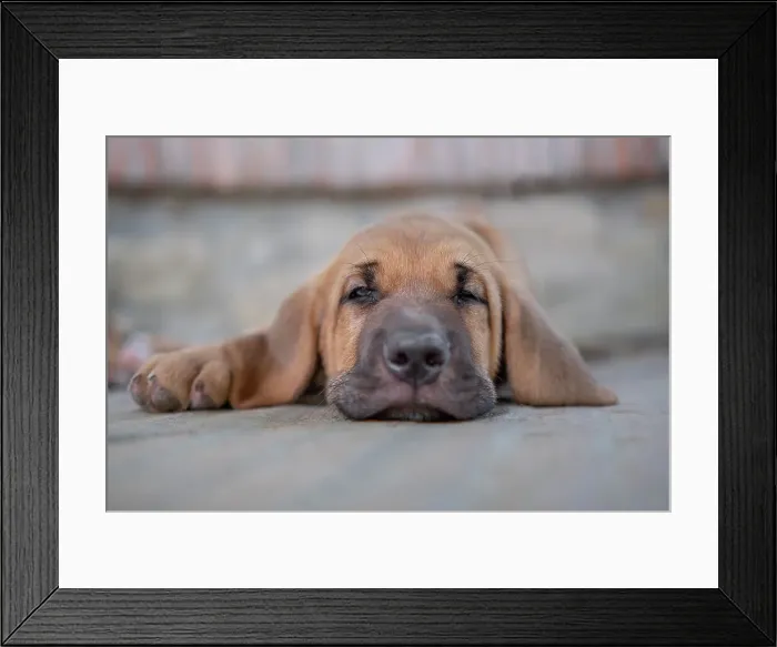 Framed Print : Sleepy Broholmer dog breed puppy laying on the ground, Italy, Europe Framed Print : Sleepy Broholmer dog breed puppy laying on the ground, Italy, Europe