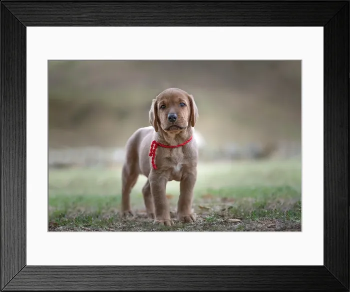 Framed Print : Broholmer dog breed puppy standing and looking into the camera, Italy, Europe Framed Print : Broholmer dog breed puppy standing and looking into the camera, Italy, Europe
