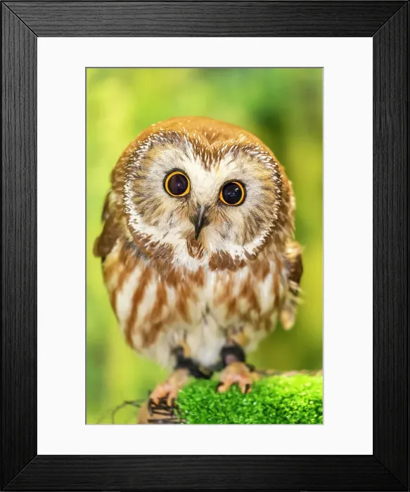 Framed Print : Adult captive northern saw-whet owl (Aegolius acadicus), Alaska Raptor Center in Sitka, Southeast Alaska, United States of America, North America Framed Print : Adult captive northern saw-whet owl (Aegolius acadicus), Alaska Raptor Center in Sitka, Southeast Alaska, United States of America, North America