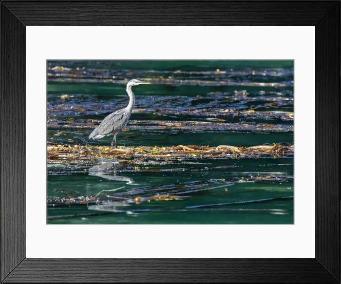 Framed Print : Adult great blue heron (Ardea herodias), in the Inian Islands in southeast Alaska, United States of America, North America Framed Print : Adult great blue heron (Ardea herodias), in the Inian Islands in southeast Alaska, United States of America, North America
