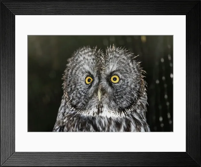 Framed Print : Adult captive great grey owl (Strix nebulosa), Alaska Raptor Center in Sitka, Southeast Alaska, United States of America, North America Framed Print : Adult captive great grey owl (Strix nebulosa), Alaska Raptor Center in Sitka, Southeast Alaska, United States of America, North America