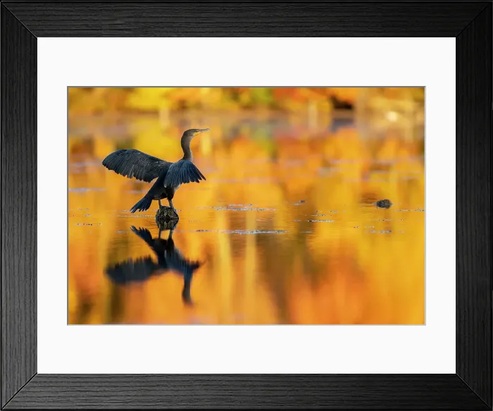 Framed Print : Double-crested Cormorant in Autumn glow, Massachusetts, New England, United States of America, North America Framed Print : Double-crested Cormorant in Autumn glow, Massachusetts, New England, United States of America, North America