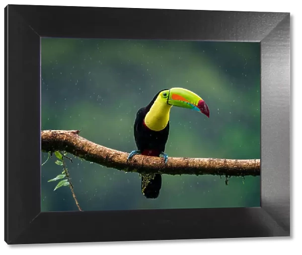 Toucan of rainforest, fantastic bird under heavy rain, Costa Rica, Central America