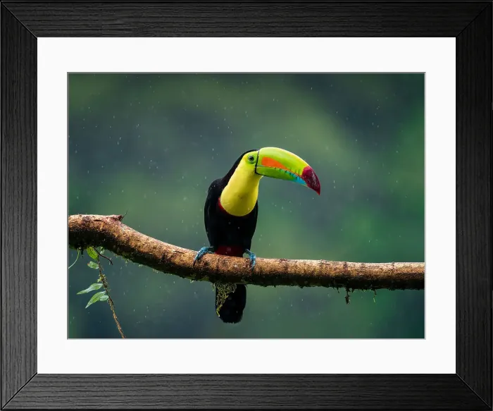 Framed Print : Toucan of rainforest, fantastic bird under heavy rain, Costa Rica, Central America Framed Print : Toucan of rainforest, fantastic bird under heavy rain, Costa Rica, Central America