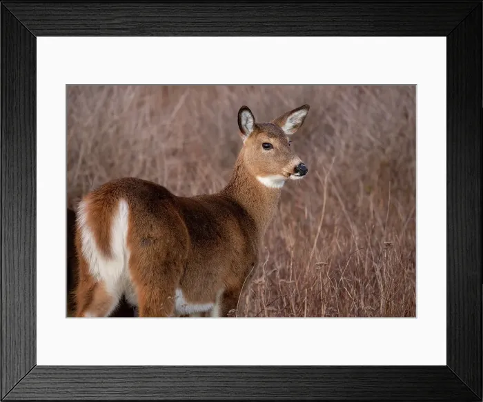 Framed Print : White-tailed deer, Massachusetts, New England, United States of America, North America Framed Print : White-tailed deer, Massachusetts, New England, United States of America, North America