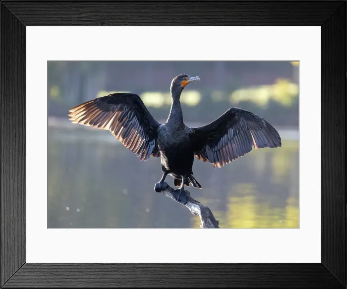 Framed Print : Double-crested Cormorant, Massachusetts, New England, United States of America, North America Framed Print : Double-crested Cormorant, Massachusetts, New England, United States of America, North America