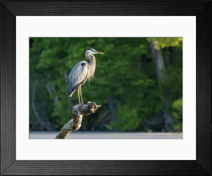 Framed Print : Great Blue Heron, Massachusetts, New England, United States of America, North America Framed Print : Great Blue Heron, Massachusetts, New England, United States of America, North America