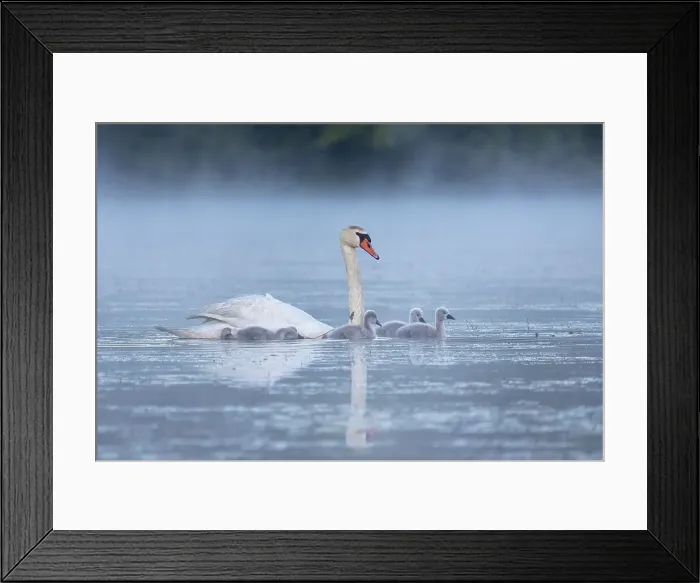 Framed Print : Mute Swan family, United States of America, North America Framed Print : Mute Swan family, United States of America, North America