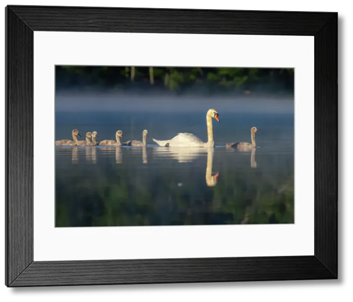 Framed Print : Mute Swan Family, United States of America, North America Framed Print : Mute Swan Family, United States of America, North America