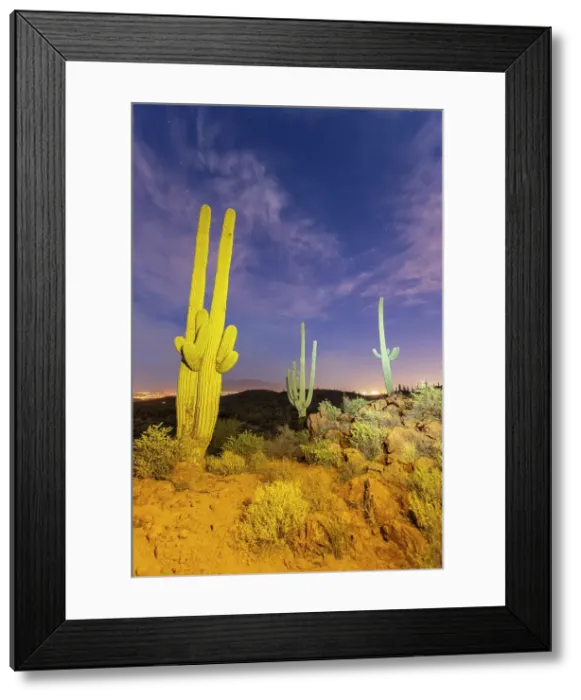 Framed Print : Saguaro cactus (Carnegiea gigantea), photographed at night in the Sweetwater Preserve, Tucson, Arizona, United States of America, North America Framed Print : Saguaro cactus (Carnegiea gigantea), photographed at night in the Sweetwater Preserve, Tucson, Arizona, United States of America, North America