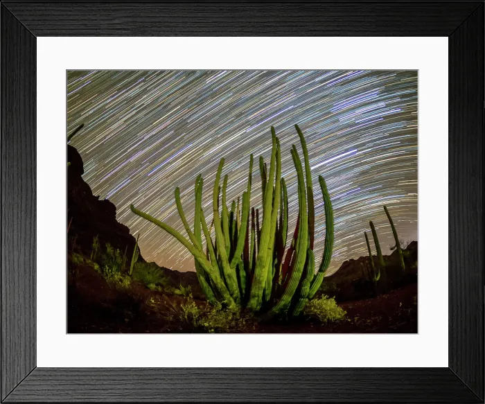 Framed Print : Organ pipe cactus (Stenocereus thurberi) at night in Organ Pipe Cactus National Monument, Sonoran Desert, Arizona, United States of America, North America Framed Print : Organ pipe cactus (Stenocereus thurberi) at night in Organ Pipe Cactus National Monument, Sonoran Desert, Arizona, United States of America, North America